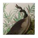 Search for audubon tiles Birds of america