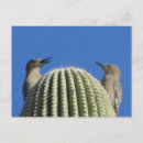 Search for mate horizontal postcards Pair