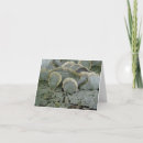 Search for bracket cards Forest