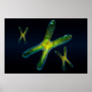 Search for chromosomes posters Genetic