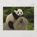 Search for pete cards Shaanxi province