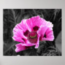 Search for gallery selection posters Flower