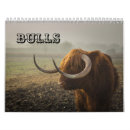 Search for bulls office supplies Cattle