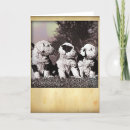 Search for old english sheepdog cards Dogs