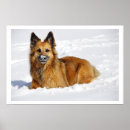 Search for shepherds posters Dog lovers