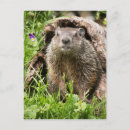 Search for chucks postcards Woodchuck