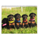 Search for doberman calendars Puppy