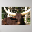 Search for longhorn cattle posters Animal