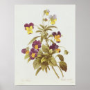 Search for viola posters Pansies