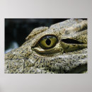 Search for crocodiles posters Alligator