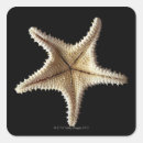 Search for dead animal stickers Starfish