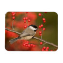 Search for danita delimont cards Illinois