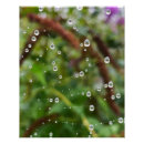 Search for spiderweb posters Autumn