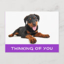 Search for rotweiller postcards Dog