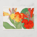 Search for canna postcards Floral