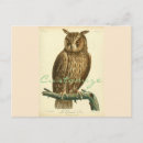 Search for horned postcards Ornithology