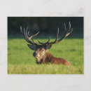Search for resting postcards Grass