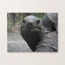 Search for tortoise puzzles Galapagos