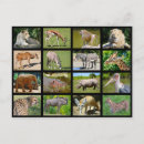 Search for african animal postcards Rhinoceros