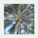 Search for coconuts magnets Hawaii