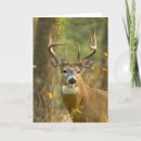 Search for buck cards Forest