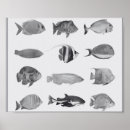 Search for black and white fish posters Tropical