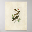 Search for thrushes posters Audubon
