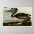 Search for audubon posters Illustration