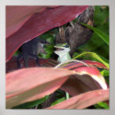 Search for reptile posters Lizard