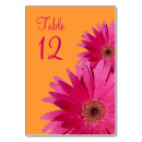 Search for fuchsia gerbera Magenta