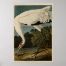 Search for audubon posters Illustration