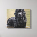 Search for newfoundland canvas prints Water