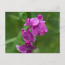 Search for sweet peas postcards Sweet pea flower