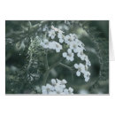 Search for yarrows postcards Flower