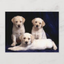 Search for yellow labrador retriever postcards Puppy