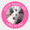Search for pink bunny stickers Simple