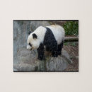 Search for panda for kids puzzles Animal