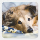Search for sheltie dog stickers Animal