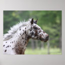 Search for spotty posters Horse
