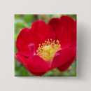 Search for red rose square badges Petals