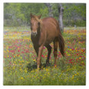 Search for quarter tiles Horse