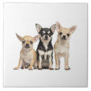 Search for dog breeds tiles Puppies
