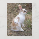 Search for hopping postcards Hare