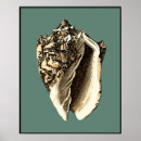 Search for shells posters Beach