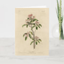 Search for kinglets Illustration
