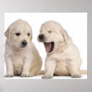 Search for old dog photos posters Studio shot