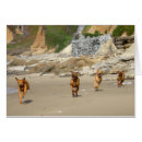 Search for rhodesian ridgeback Animals