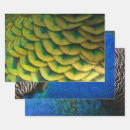 Search for peacock feathers wrapping paper Nature