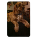 Search for buff magnets Spaniel