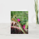 Search for prays photography Praying mantis